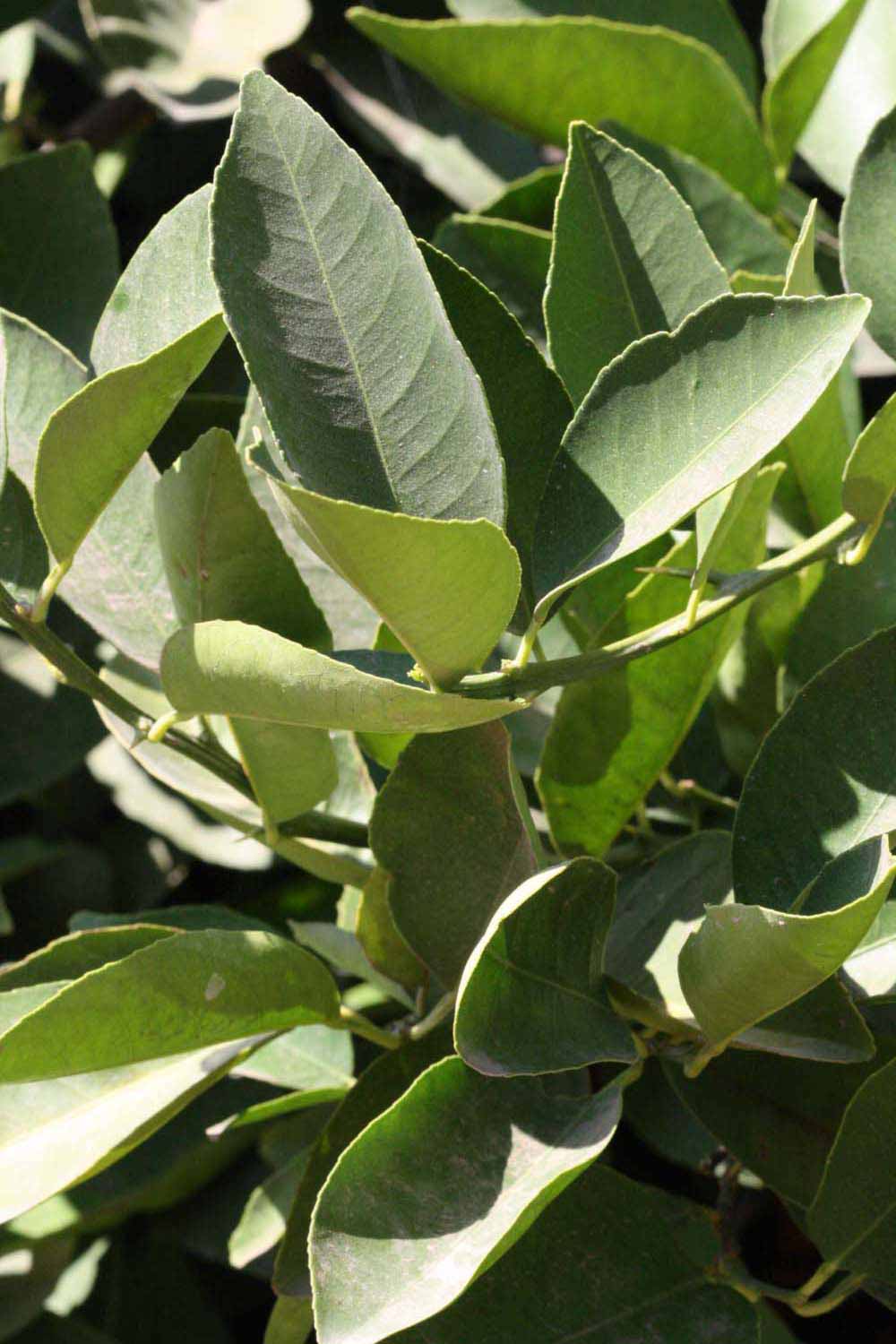              Sun leaves (Riverside, CA)       